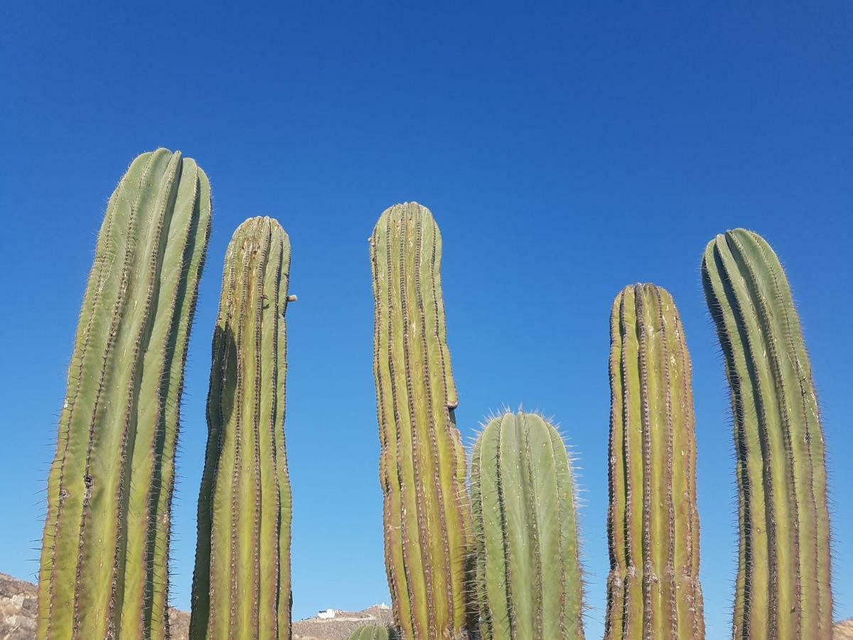 Los Milagros Hotel Cabo San Lucas Dış mekan fotoğraf